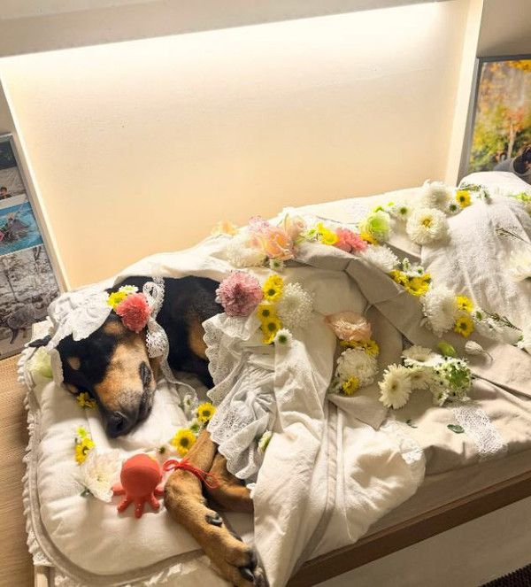 배정남 반려견 벨 (사진=배정남SNS)