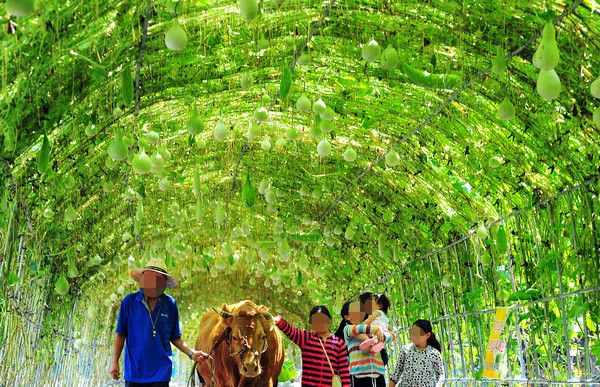 조롱박, 수확의계절 더위날씨, 가을날씨, 날씨예보 (사진=국제뉴스DB)