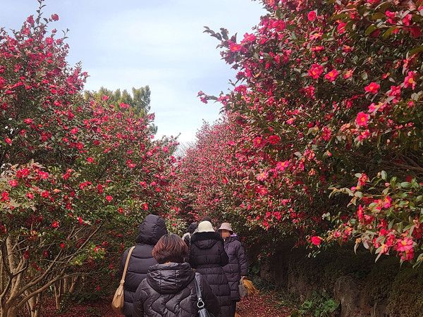 제주 여행, 겨울에 피는 붉은 동백꽃 명소, 겨울날씨, 추위, 추위스케치 (사진=국제뉴스DB)