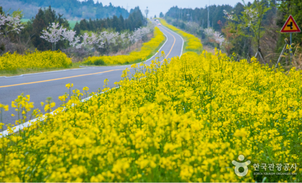 제주도 서귀포 가시리마을 (녹산로 유채꽃도로) 봄꽃 날씨 (사진=한국관광공사)