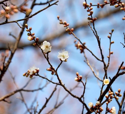 대한민국에서 가장 먼저 꽃을 피우는 소학정 매화. ⓒ 광양시