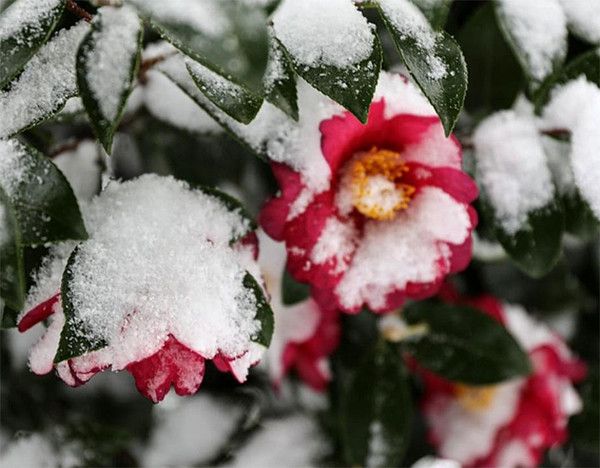 제주 여행, 겨울에 피는 붉은 동백꽃 명소, 제주 카멜리아 힐, 겨울날씨, 추위, 추위스케치 (사진출처=한국관광공사)