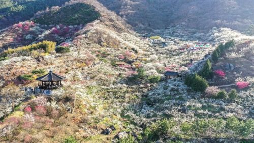 매화꽃 핀 광양매화마을. ⓒ 광양시