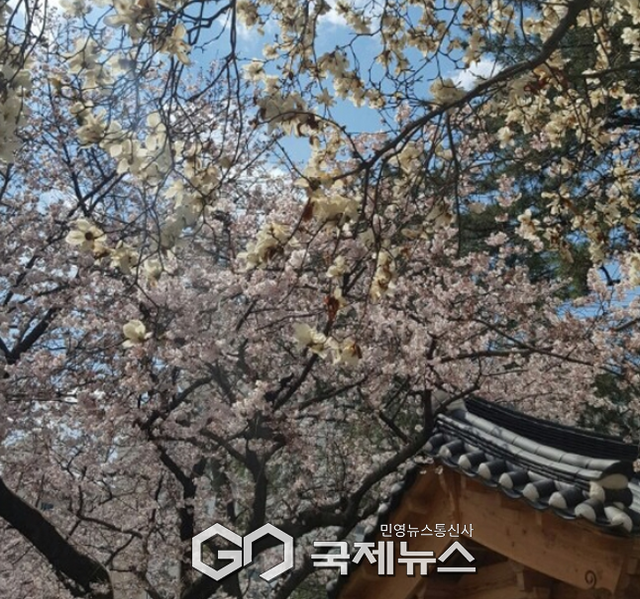 부산의 성암사 입구에는 목련과 벗꽃이 꽃터널을 이루고 있다. (사진=국제뉴스DB)