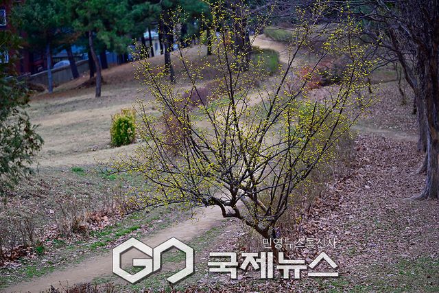 인천권 산수유 개화로 봄소식 알려 (사진=안희영 기자)