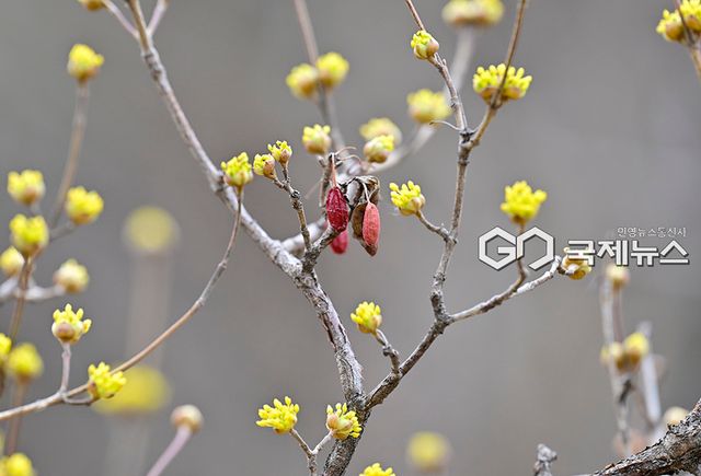 인천권 산수유 개화로 봄소식 알려 (사진=국제뉴스DB)