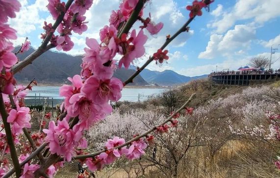 봄꽃, 매화꽃, 양산 원동 매화 축제, 주말여행 가볼만한곳 (사진=한국관광공사)