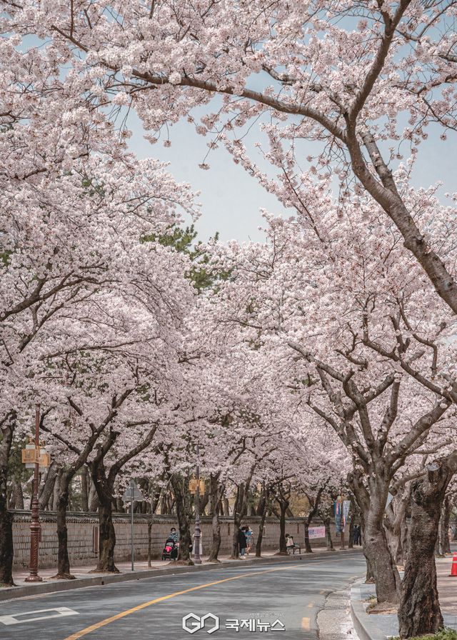 (제공=경북문화관광공사) 경주 대릉원 돌담길 벚꽃