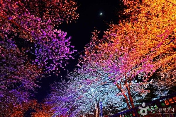 진해군항제, 벚꽃개화시기, 만개시기, 봄꽃 날씨 (사진=한국관광공사)