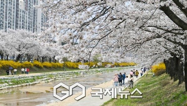 원당천 벚꽃 만개 모습 (영주시 제공)