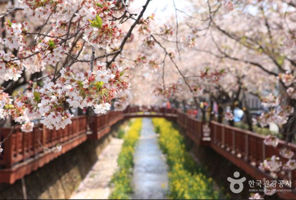 2026 벚꽃개화시기, 주말여행 전국 '벚꽃명소' 진해군항제 자료사진(사진출처=한국관광공사)