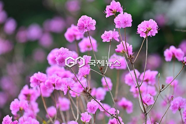 부천시, 3월부터 5월까지 봄꽃(진달래, 벚꽃, 튤립, 장미)과 함께하는 '페스타 봄' 운영 (사진=안희영 기자)