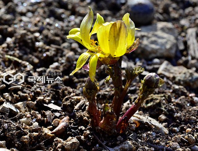 낮과 밤의 길이가 같은 춘분 앞두고 인천수목원 영하의 기온 속 봄 풍경 (사진=안희영 기자)