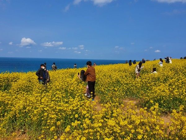 봄날씨, 유채꽃, 함덕해수욕장 서우봉 둘레길 2월 서우봉 유채꽃 개화 (사진=국제뉴스DB)