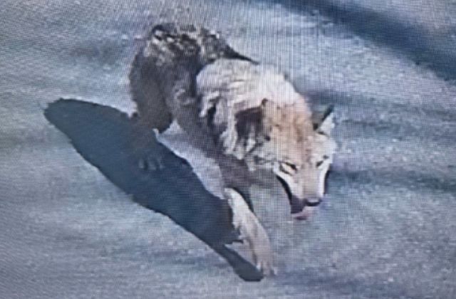 대전 오월드 탈출 늑대 '늑구' 모습 (사진=대전소방본부 제공)