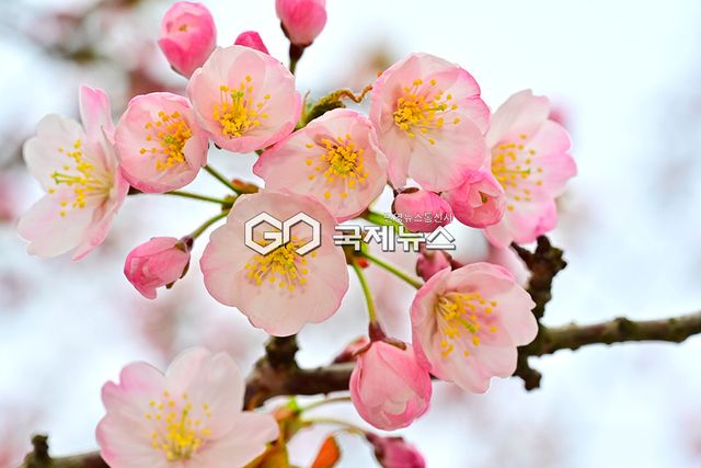 인천권 막바지 벚꽃향연 인파로 장사진 이룬 주말, 인천대공원 표정 (사진=안희영 기자)