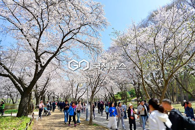 인천권 막바지 벚꽃향연 인파로 장사진 , 인천대공원 표정 (사진=안희영 기자)