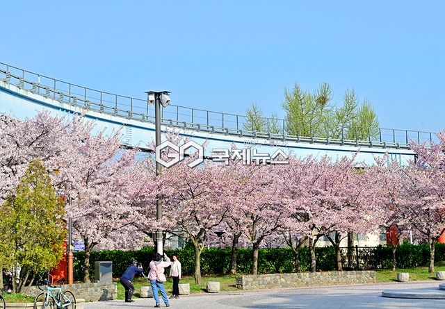 4월 꽃비 내리는 풍경, 인천시 중구 월미도 풍경 (사진=국제뉴스DB)