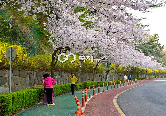 4월 꽃비 내리는 풍경, 인천시 중구 월미도 풍경 (사진=안희영 기자)