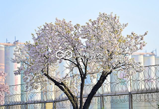 4월 꽃비 내리는 풍경, 인천시 중구 월미도 풍경 (사진=국제뉴스DB)