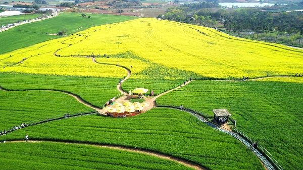 고창 청보리밭 전경 / 사진=고창군