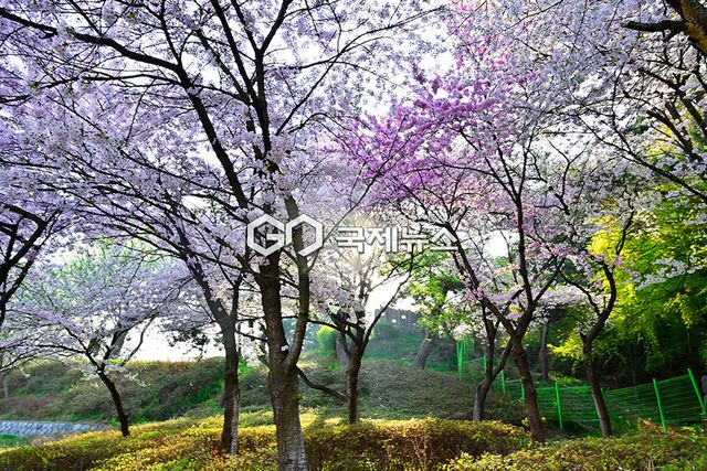 4월 꽃비 내리는 풍경, 인천시 중구 월미도 풍경 (사진=안희영 기자)