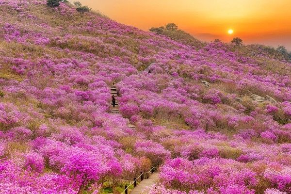 비슬산 참꽃축제 전경 / 달성군 제공