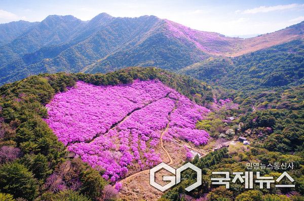 (사진제공/창녕군) 창녕 화왕산 진달래 군락지.