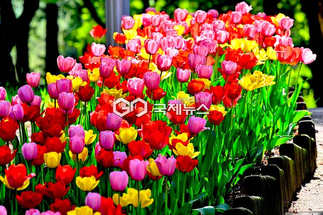 연초록 봄을 보다. 봄을 누리다./인천시 월미공원 표정 (사진=국제뉴스DB)