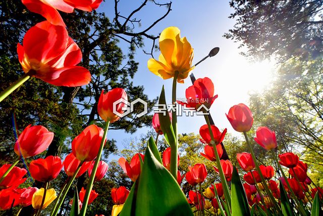 연초록 봄을 보다. 봄을 누리다./인천시 월미공원 표정 (사진=안희영 기자)