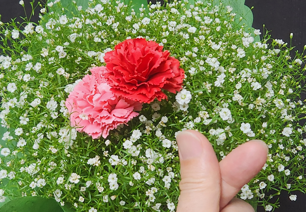 카네이션 (국제뉴스DB)