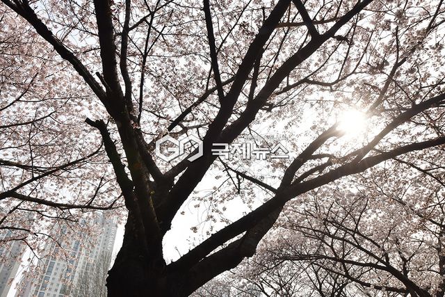 벚꽃 개화에 이어 봄비 예보 속 주말 나들이 러시 (사진=안희영 기자)