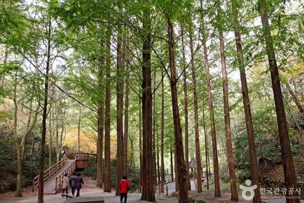 식목일 나무, 대전여행 장태산 (사진출처=한국관광공사)