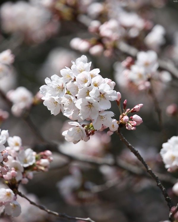 2026 서울대공원 벚꽃 실시간 개화현황. 개화시기 / 서울대공원 홈페이지