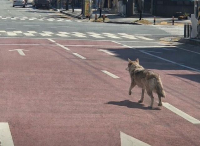대전 오월드 탈출 늑대 '늑구' 목격 모습 (사진=대전소방본부, SNS 채널)