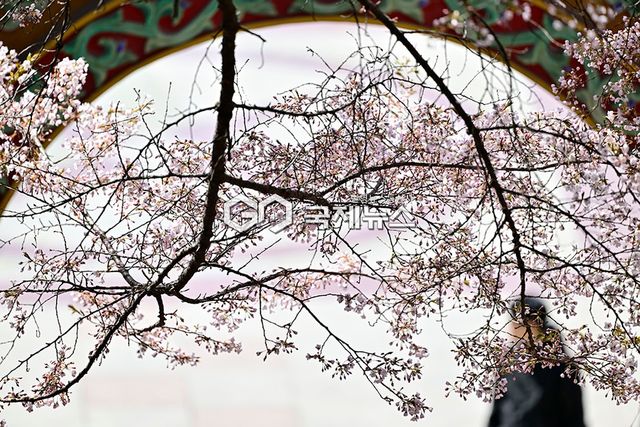 인천시 중구청, 자유공원에서 11일 벚꽃축제 개최, 봄꽃 개화로 이목 집중 (사진=안희영 기자)