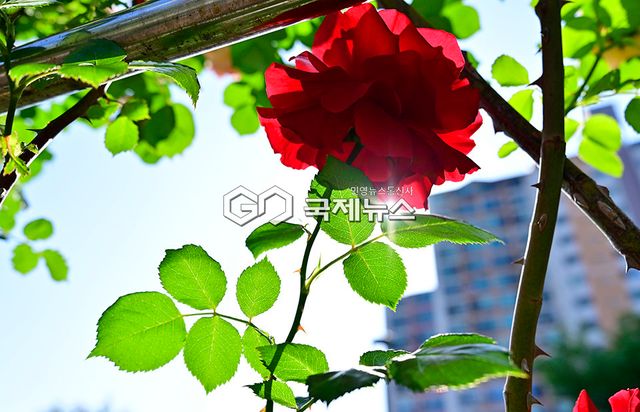 중랑 서울장미축제 ‘랑랑18세’를 주제로 5월&nbsp;15일~23일 개최 (사진=안희영 기자)