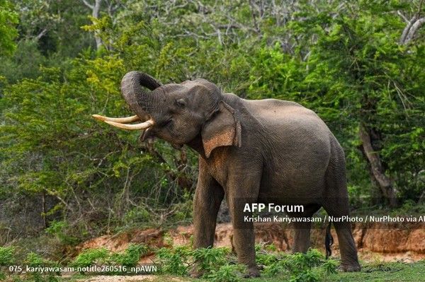 AFP