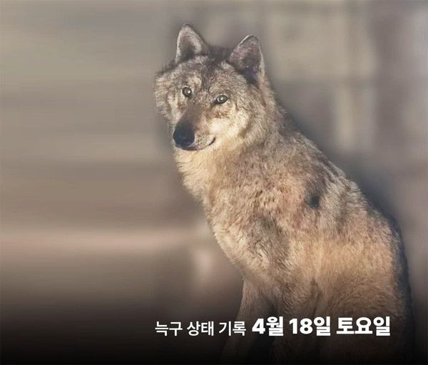 늑대 '늑구' (사진출처=대전 오월드 SNS)