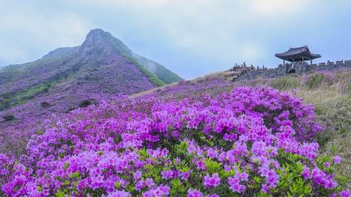 제42회 산청황매산철쭉제 (사진=산청군 제공)