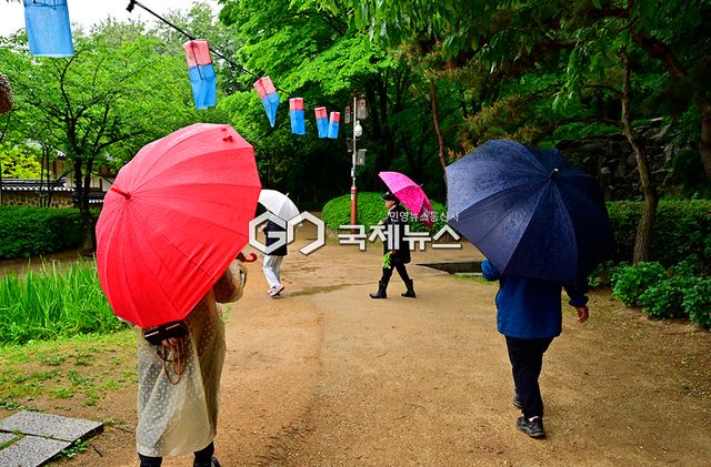 양귀비 꽃에 봄비, 인천권 봄비 내리는 풍경 (사진=안희영 기자)
