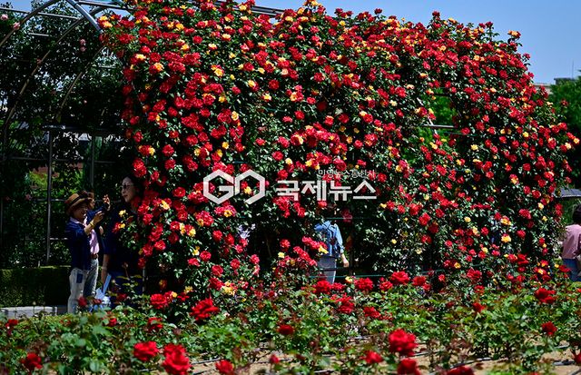 5월의 꽃 장미, 부천시 백만송이장미축제(5월 23일~6월 7일) 러시 (사진=안희영 기자)