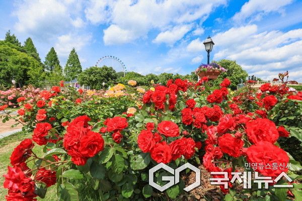 초여름날씨예보, 에버랜드 장미축제가 열리는 로즈가든(사진=에버랜드)