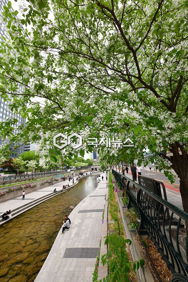청계천과 도심 곳곳엔 이팝나무의 뷰 전성기, 주말날씨 비소식&nbsp; (사진=국제뉴스DB)
