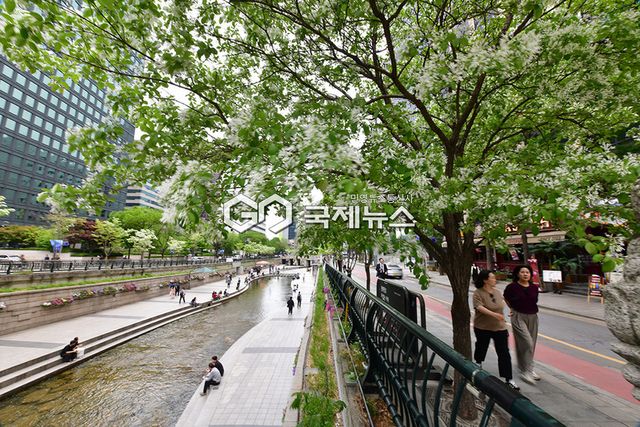 청계천과 도심 곳곳엔 이팝나무의 뷰 전성기 (사진=국제뉴스DB)