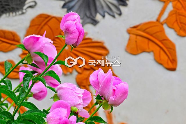 양귀비 꽃에 봄비, 인천권 봄비 내리는 풍경 (사진=안희영 기자)