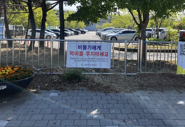 집비둘기 먹이주기 금지 현수막 홍보 (사진=계양구 제공)