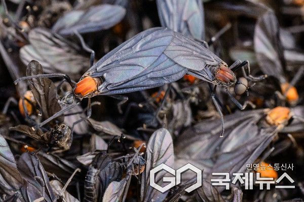 러브버그.(국제뉴스DB)