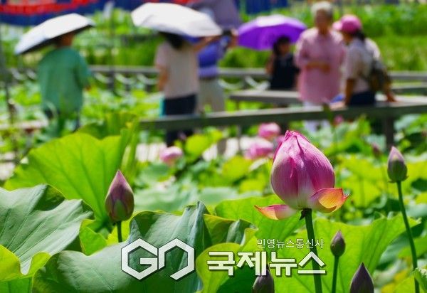 남양주시 봉선사 연못 주변에서는 불볕더위 속에서 양산을 쓰고 연꽃을 감상하며 더위를 식히고 있다.(사진.이운안 기자)