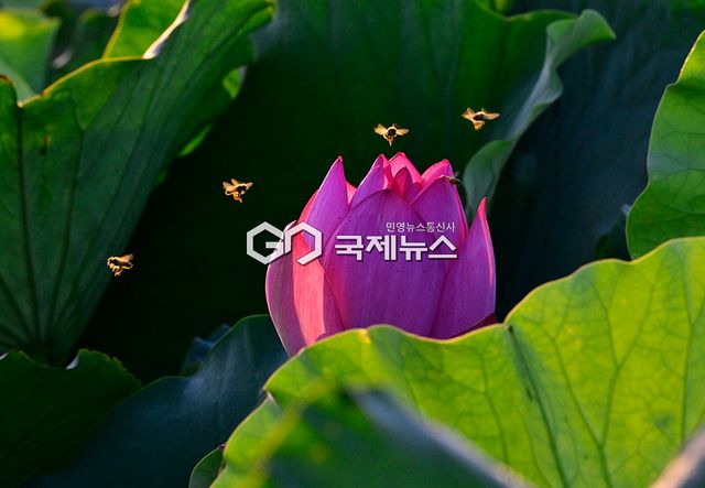 7~8월의 힐링 명소, 시흥 관곡지 연꽃 풍경 (사진=국제뉴스DB)